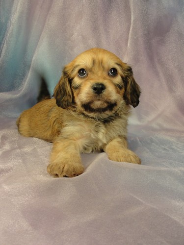 Male cavachon puppy for sale #15 Born January 1, 2012
